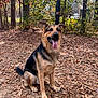 Rocky is registered to the contest to win money with this photo: dog, german_shepherd, autumn, leaves, outdoor, nature, trees, sunlight, tongue_out, ears_up, canine, pet, sitting, backyard, forest, fall, animal, happy, fur, ground