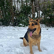 Rocky is registered to the contest to win money with this photo: dog, german_shepherd, snow, winter, outdoor, animal, pet, tongue_out, forest, trees, nature, canine, sitting, fur, cold, playful, mammal, winter_sports, daytime, greenery