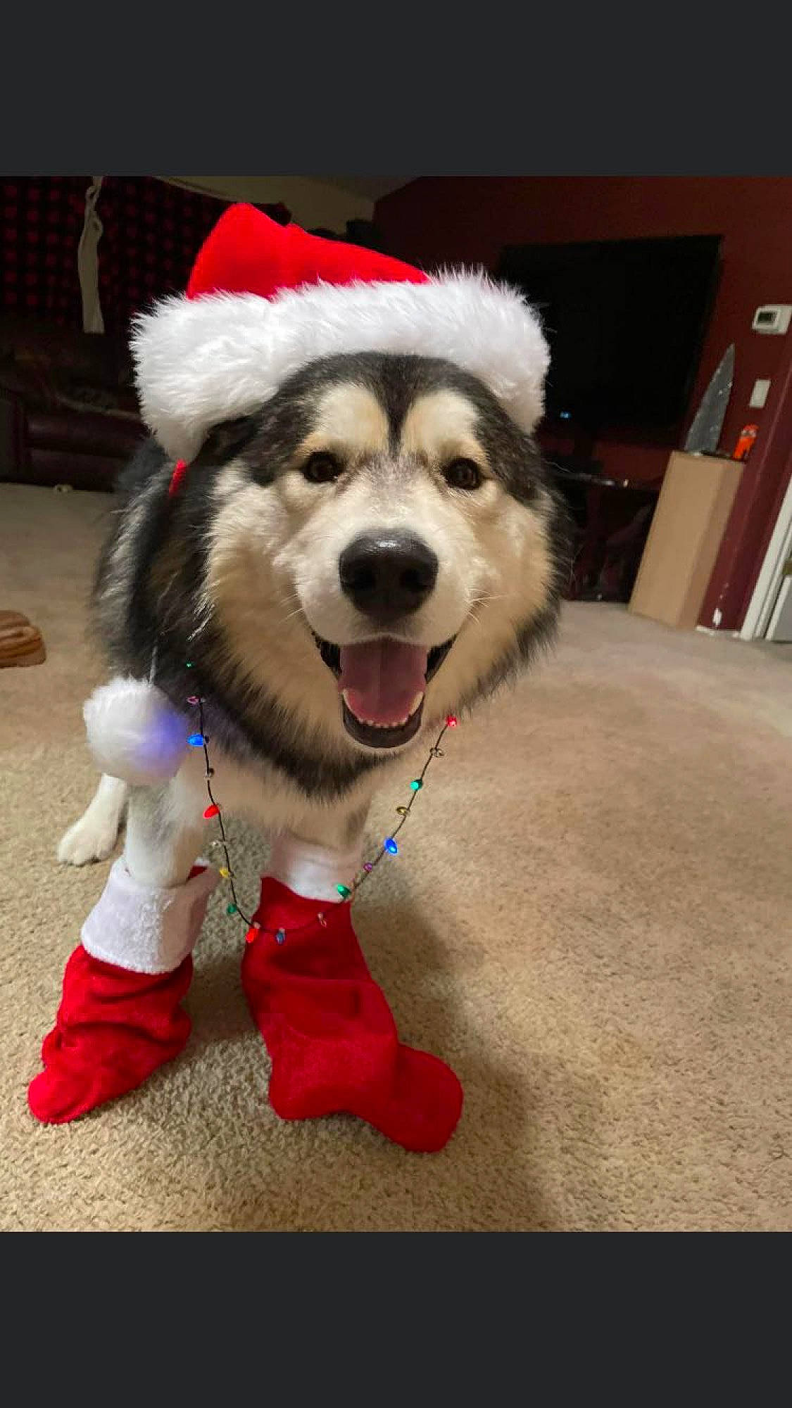 Cougar is registered to the contest to win money with this photo: ancient_dog_breeds, canidae, carnivore, collar, companion_dog, dog, dog_breed, dog_supply, fashion_accessory, fur, fur_clothing, giant_dog_breed, happy, leash, paw, sled_dog, snout, sporting_group, tail, working_dog