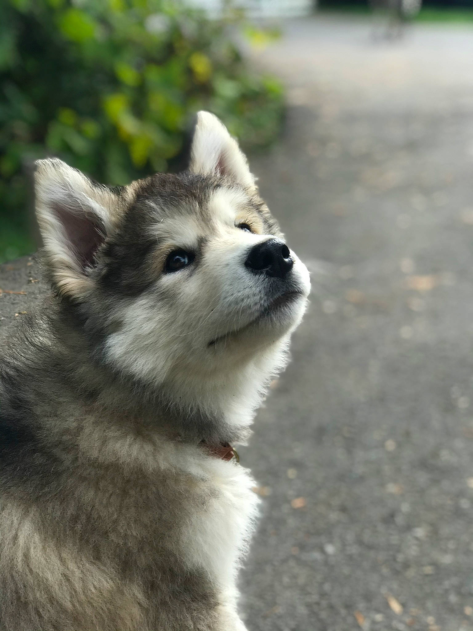 Cougar joined the competition — help win amazing prizes! ancient_dog_breeds, canidae, canis, carnivore, companion_dog, dog, dog_breed, fur, grass, non_sporting_group, road_surface, sled_dog, terrestrial_animal, whiskers, wolf, working_animal, working_dog