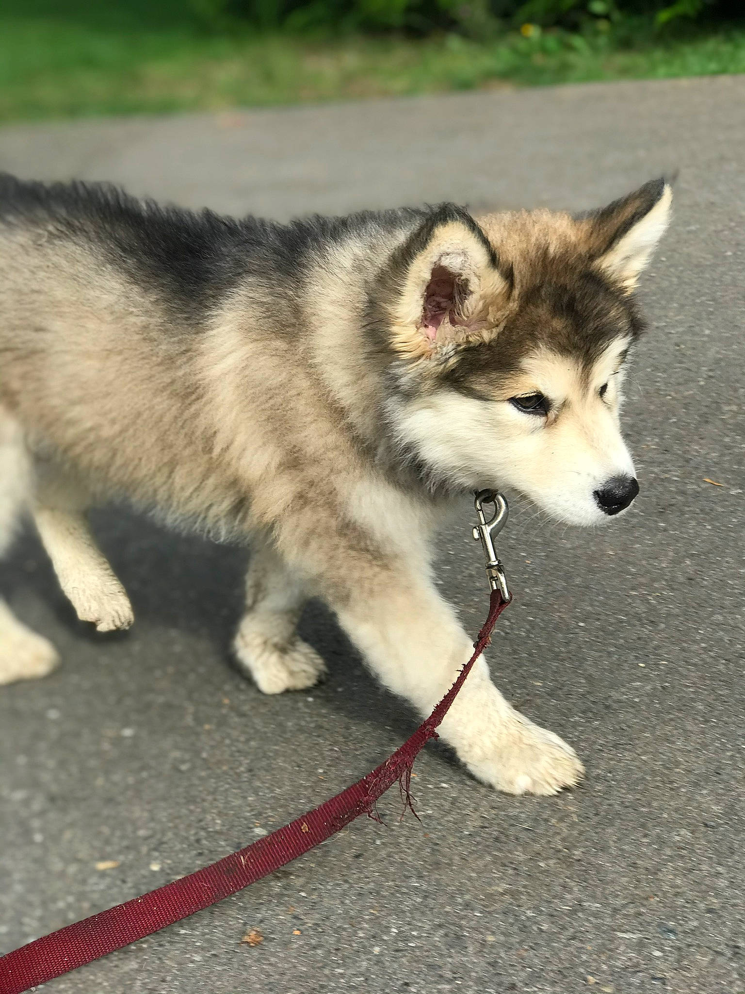 Cougar joined the competition — help win amazing prizes! canidae, canis, carnivore, collar, dog, dog_breed, eye, fawn, fur, grass, iris, jaw, sled_dog, snout, sporting_group, terrestrial_animal, whiskers, wildlife, wolf, working_animal