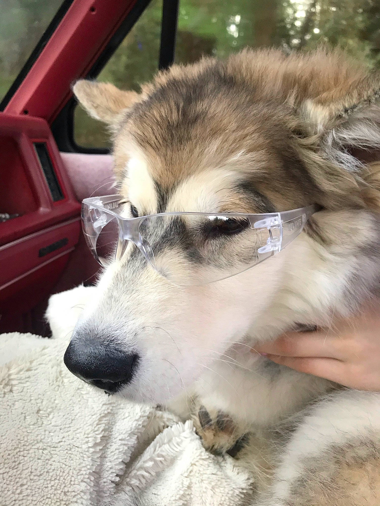 Cougar joined the competition — help win amazing prizes! canidae, canis, carnivore, companion_dog, dog, dog_breed, fawn, fur, herding_dog, siberian_husky, sled_dog, snout, sporting_group, terrestrial_animal, vehicle, whiskers, wildlife, wolf, working_animal, working_dog