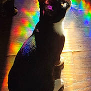 Bop It joined the competition — help win amazing prizes! cat, tuxedo_cat, rainbow_light, prism, wooden_floor, pet, animal, whiskers, black_and_white, indoor, light_reflection, colorful, shadow, sitting, fur, cute, mystical, bright, spotlight, domestic_cat