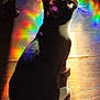 cat, tuxedo_cat, rainbow_light, prism, wooden_floor, pet, animal, whiskers, black_and_white, indoor, light_reflection, colorful, shadow, sitting, fur, cute, mystical, bright, spotlight, domestic_cat