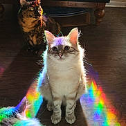 Stratus joined the competition — help win amazing prizes! cat, cats, rainbow, light, sunlight, wooden_floor, indoor, feline, colorful, fur, pets, animal, tabby_cat, tortoiseshell_cat, sitting, curious, bright_colors, shadow, home, cozy