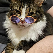 Alistair joined the competition — help win amazing prizes! cat, sunglasses, pet, fluffy, tabby, white_paws, indoor, relaxed, person, lap, fur, whiskers, cute, animal, domestic, portrait, fashion, glasses, closeup, casual