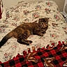 cat, tabby, bed, blanket, floral_pattern, indoor, feline, resting, animal, pet, cozy, fabric, red, black, brown, striped, curious, comfort, home, furniture