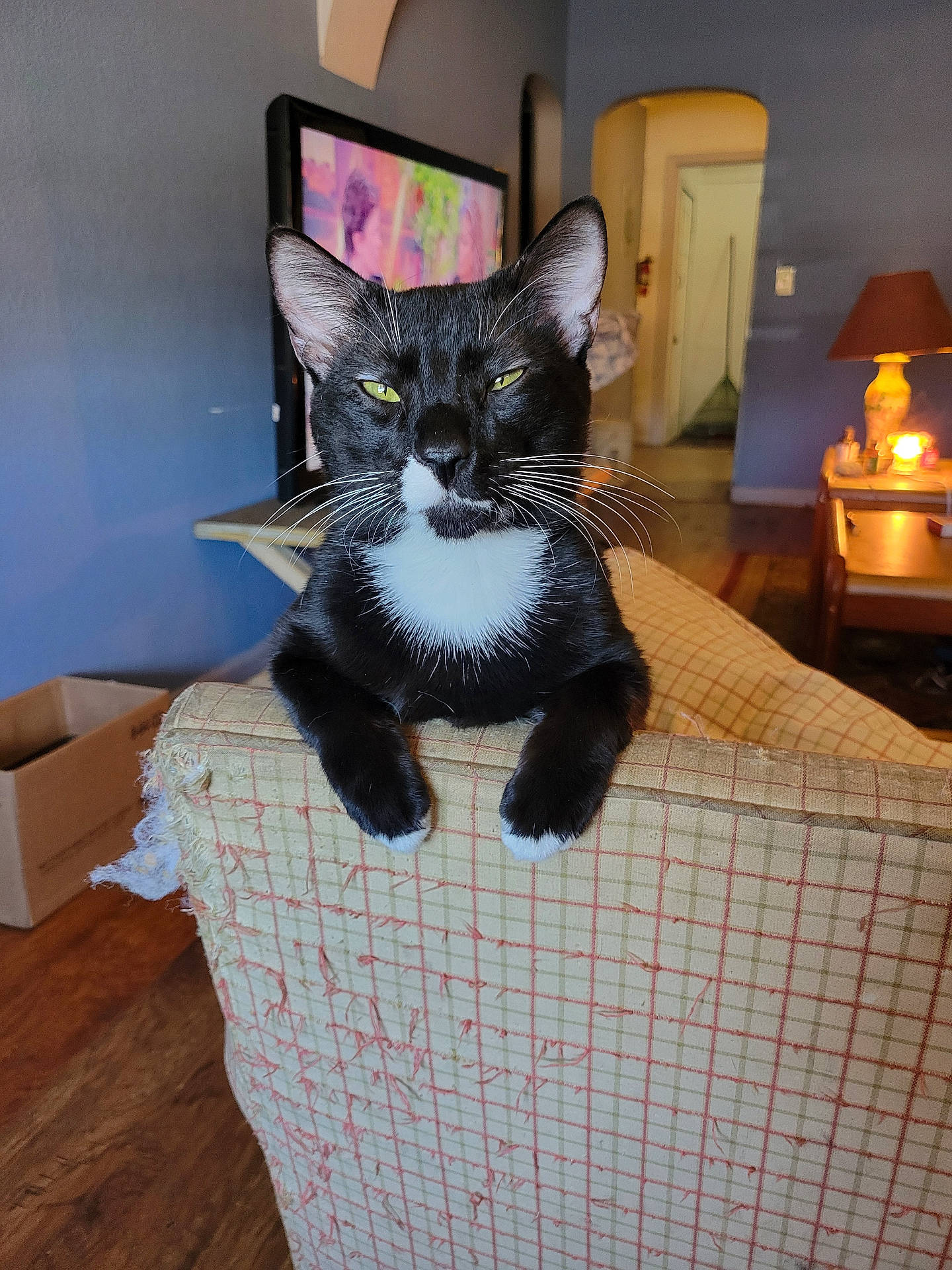 animal, architecture, box, building, cat, computerhardware, couch, electronics, furniture, hardware, hardwood, indoors, interiordesign, lamp, livingroom, monitor, pet, room, screen, wood