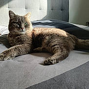 Rubie a rejoint le concours — aidez-le/la à gagner de superbes lots ! cat, gray_tabby, bed, sunlight, indoor, feline, resting, green_eyes, tufted_headboard, bedding, cozy, pet, animal, fur, relaxing, home, mammal, cute, domestic_cat, portrait