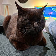 Cooky participe au concours pour gagner de l'argent avec cette photo : cat, pet, indoor, couch, cozy, relaxed, fur, whiskers, sleeping, animal, domestic, feline, household, lamp, television, furniture, resting, brown, closeup, comfort