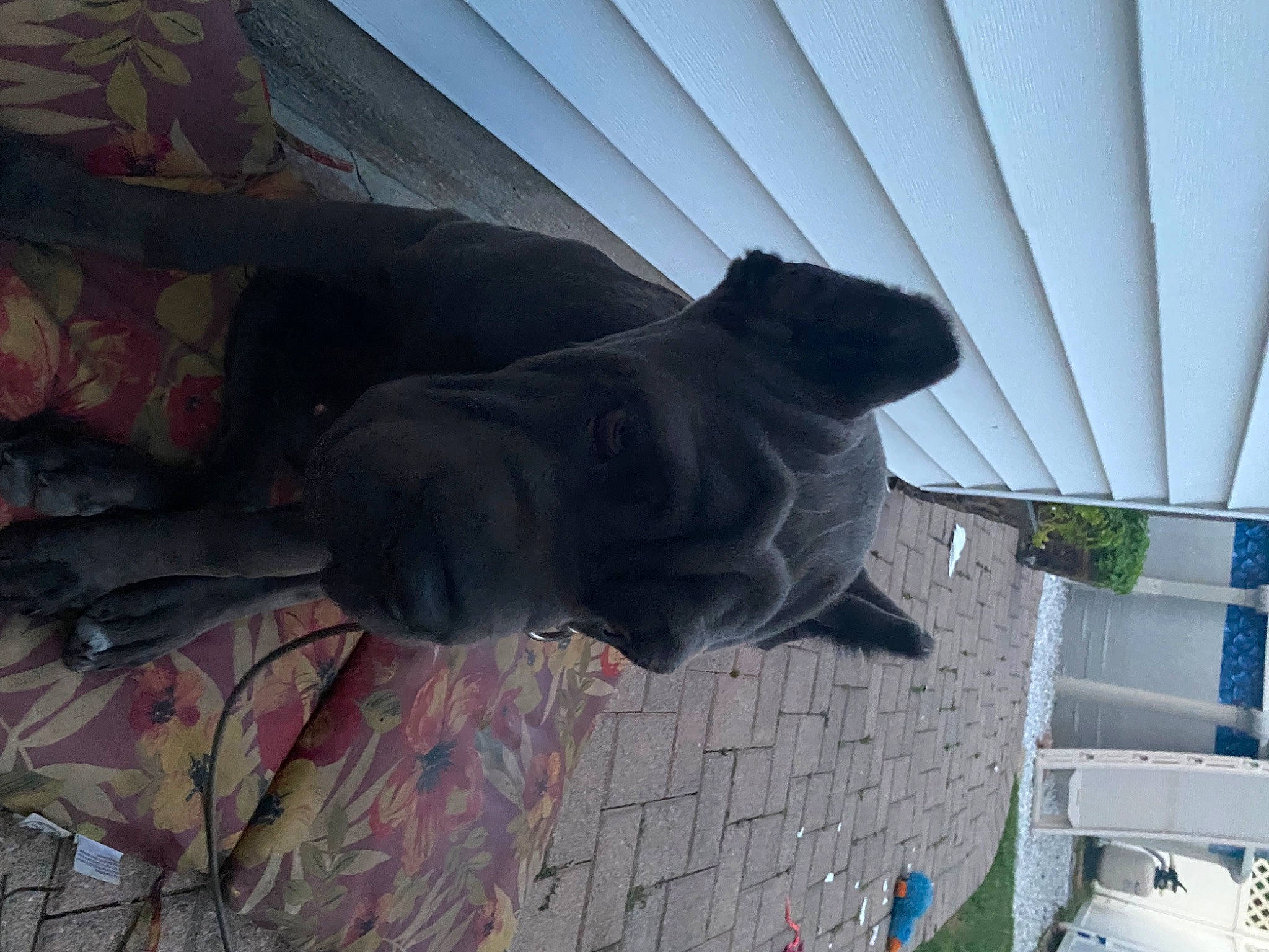 Dino joined the competition — help win amazing prizes! art, building, carnivore, dog, dog_breed, felidae, fur, grey, guard_dog, house, plant, sculpture, shade, shadow, sporting_group, statue, tail, tints_and_shades, tree, window