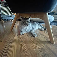 Sofia participe au concours pour gagner de l'argent avec cette photo : cat, pet, indoor, chair, wooden_floor, living_room, furniture, fur, whiskers, paw, relaxed, lying_down, curious, cute, ears, domestic_cat, low_angle, under_chair, home, portrait