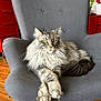 cat, maine_coon, long_hair, gray_cat, yellow_eyes, armchair, chair, crossed_paws, fur, whiskers, indoor, hardwood_floor, red_drawers, plant, living_room, pet, portrait, relaxed, cozy, furniture