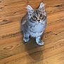 cat, kitten, wood_floor, hardwood, floor, pet, feline, whiskers, ears, big_eyes, sitting, paws, indoor, home, close_up, portrait, tabby, fluffy, shadow, looking_up