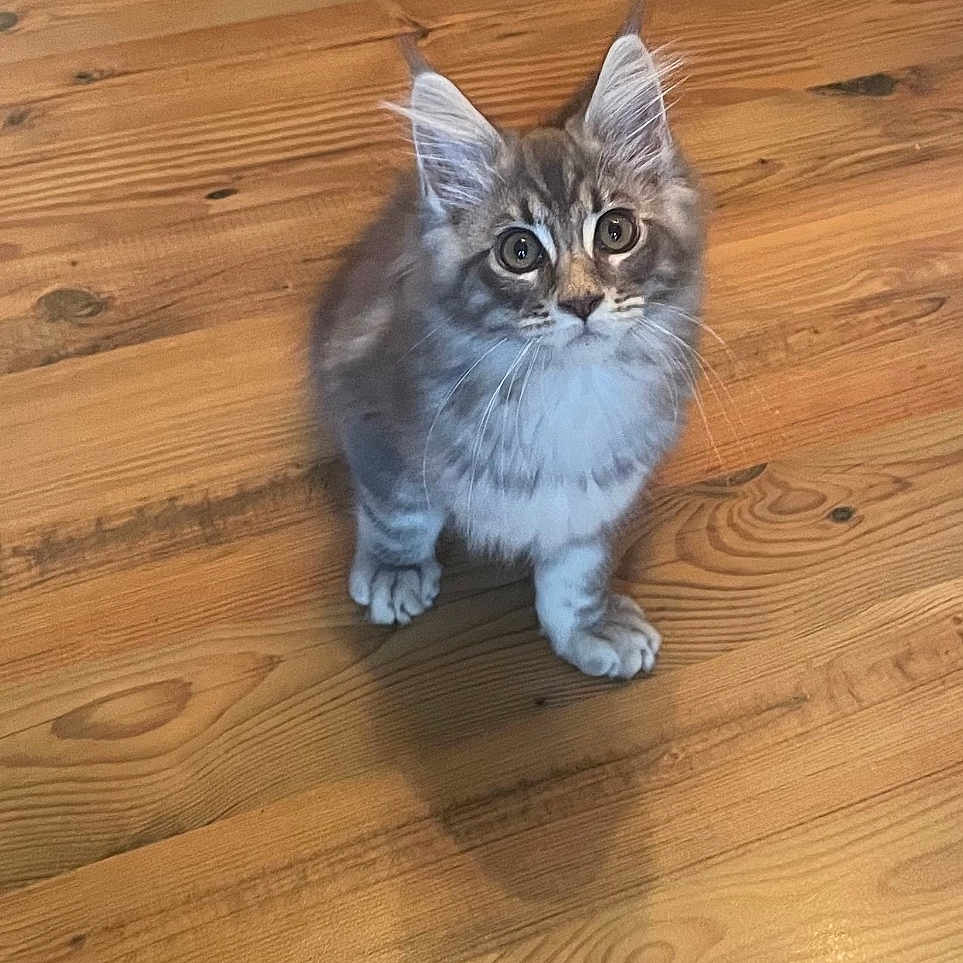 Sofia a rejoint le concours — aidez-le/la à gagner de superbes lots ! big_eyes, cat, close_up, ears, feline, floor, fluffy, hardwood, home, indoor, kitten, looking_up, paws, pet, portrait, shadow, sitting, tabby, whiskers, wood_floor