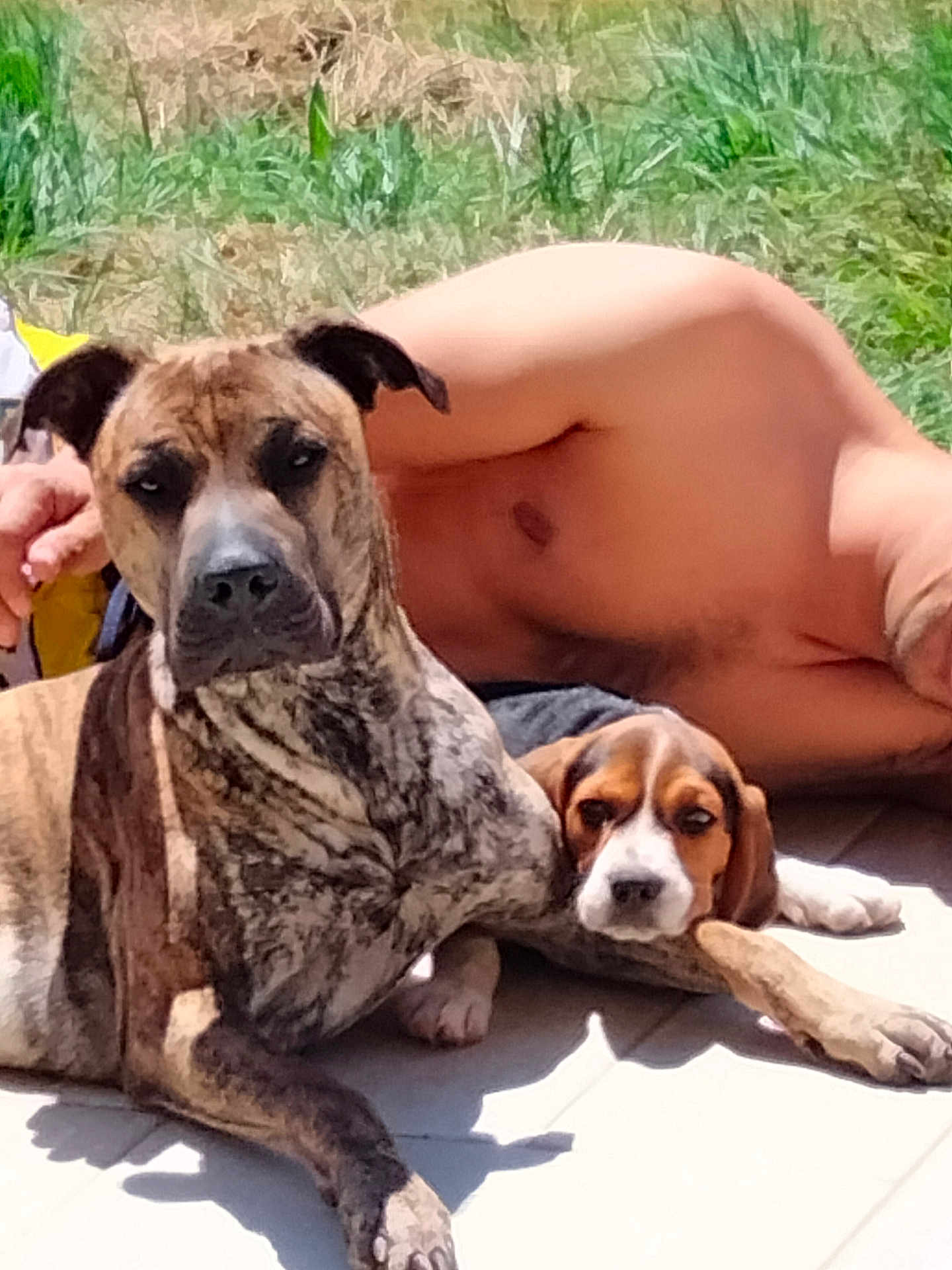 Hakou participe au concours pour gagner de l'argent avec cette photo : animal, beagle, black, brown, canine, companion, dog, grass, lying_down, mixed_breed, nature, outdoor, pavement, person, pet, relaxing, shadow, shirtless, sunlight, white
