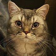 Glen joined the competition — help win amazing prizes! cat, tabby_cat, gray_cat, close_up, whiskers, ears, face, pet, animal, feline, curious, wide_eyes, indoor, fur, portrait, looking, mammal, domestic_animal, cute, soft_light