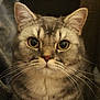 cat, tabby_cat, gray_cat, close_up, whiskers, ears, face, pet, animal, feline, curious, wide_eyes, indoor, fur, portrait, looking, mammal, domestic_animal, cute, soft_light