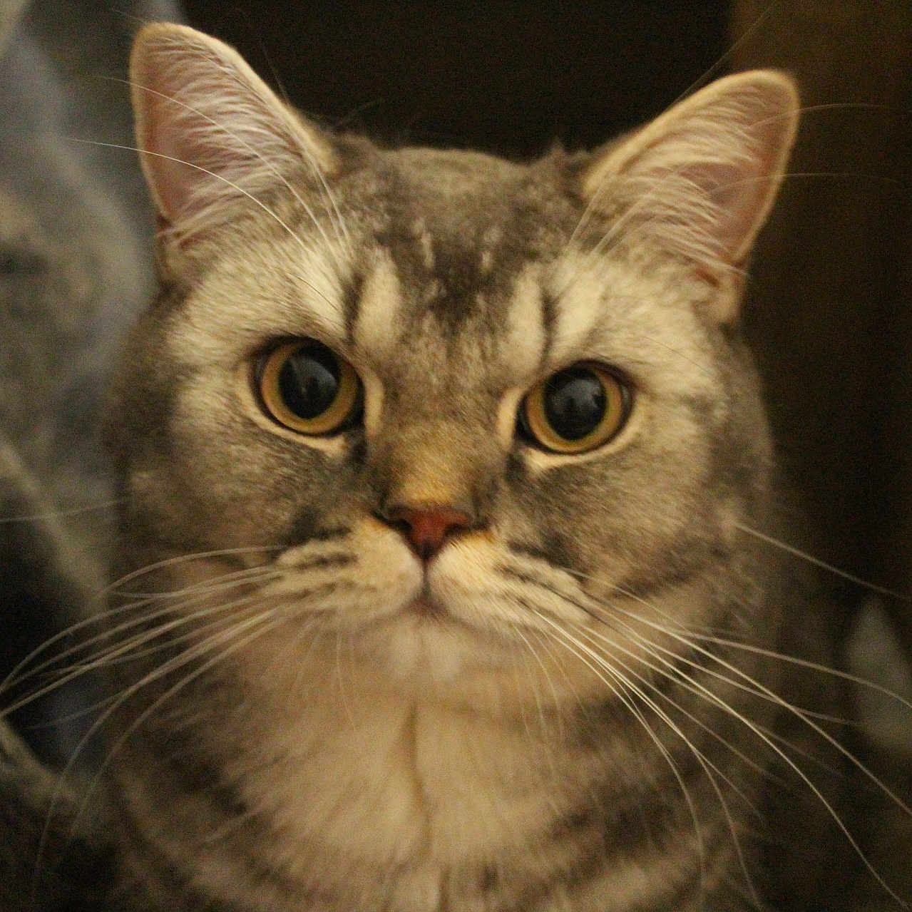 Glen joined the competition — help win amazing prizes! animal, cat, close_up, curious, cute, domestic_animal, ears, face, feline, fur, gray_cat, indoor, looking, mammal, pet, portrait, soft_light, tabby_cat, whiskers, wide_eyes