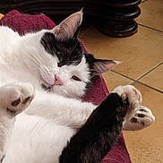 Merlin participe au concours pour gagner de l'argent avec cette photo : cat, black_and_white, pet, animal, relaxed, paws, fur, indoor, blanket, floor, tile, resting, cute, whiskers, pink_nose, ears, domestic_cat, sleepy, cozy, close_up