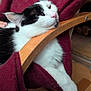 Merlin participe au concours pour gagner de l'argent avec cette photo : cat, black_and_white, relaxed, chair, wooden_armrest, maroon_fabric, indoor, pet, feline, resting, cozy, fur, paw, closeup, home, comfortable, animal, whiskers, sleepy, domestic