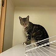 Lucky joined the competition — help win amazing prizes! cat, tabby_cat, indoor, white_surface, wall, cabinet, curious, pet, animal, feline, tongue_out, striped, ears, whiskers, paws, looking, household, domestic, closeup, furniture