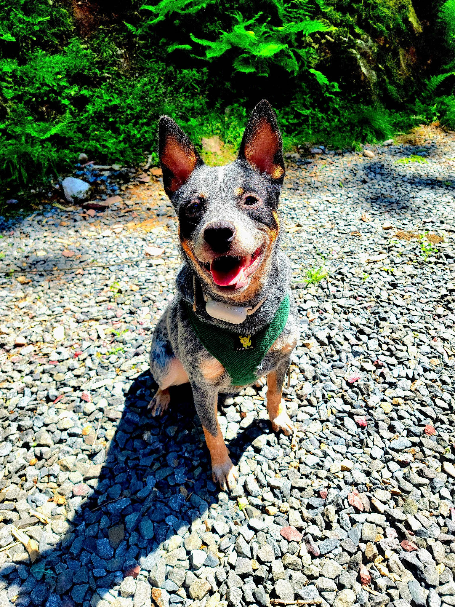 Finnigan is registered to the contest to win money with this photo: adventure, canidae, carnivore, companion_dog, dog, dog_breed, dog_supply, fashion_accessory, fawn, fun, grass, pattern, people_in_nature, plant, recreation, road_surface, shadow, snout, sporting_group, walking