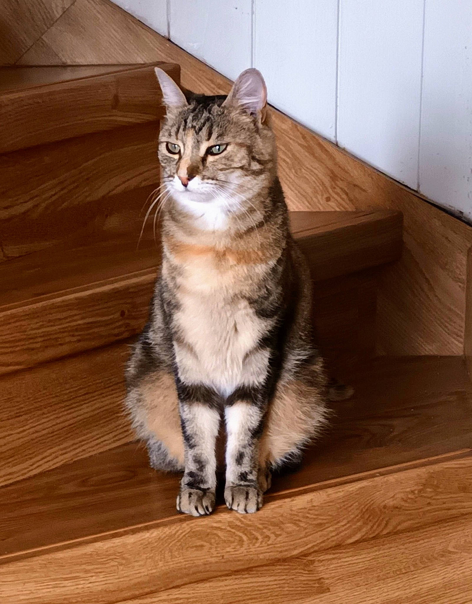 Miyuki a rejoint le concours — aidez-le/la à gagner de superbes lots ! carnivore, cat, domestic_short_haired_cat, door, felidae, floor, flooring, fur, grey, hardwood, paw, plank, small_to_medium_sized_cats, tail, terrestrial_animal, varnish, whiskers, window, wood, wood_flooring