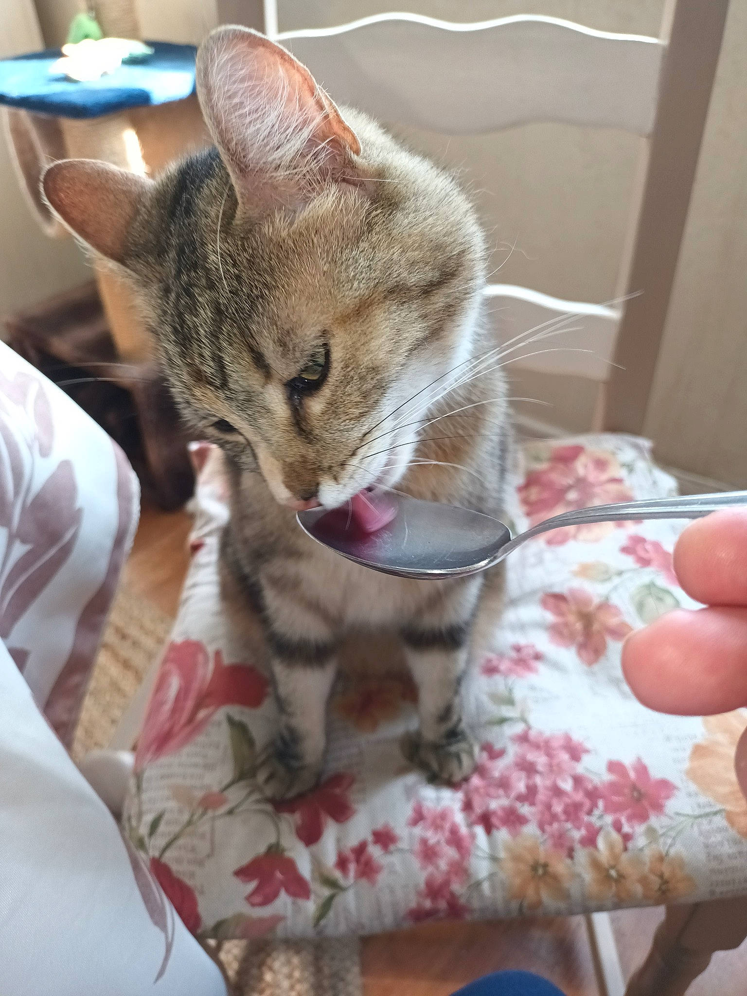 Miyuki a rejoint le concours — aidez-le/la à gagner de superbes lots ! carnivore, cat, cat_supply, claw, comfort, domestic_short_haired_cat, fawn, felidae, foot, fur, linens, nail, paw, small_to_medium_sized_cats, tail, textile, whiskers