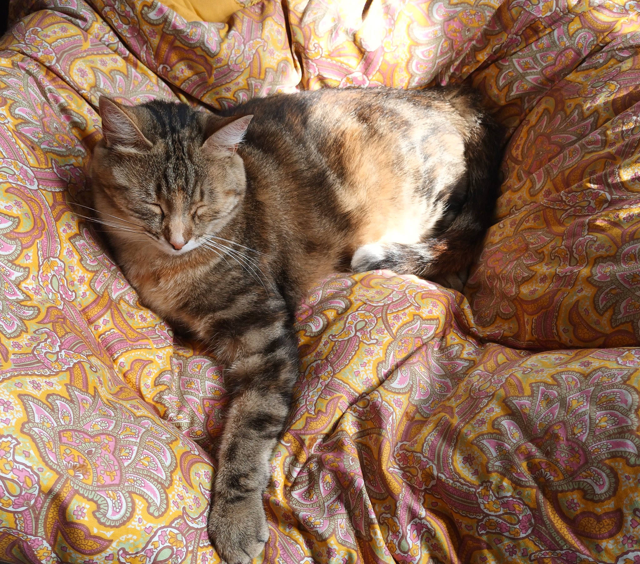 Miyuki a rejoint le concours — aidez-le/la à gagner de superbes lots ! brown, carnivore, cat, claw, comfort, domestic_short_haired_cat, fawn, felidae, fur, linens, nap, pattern, paw, sleep, small_to_medium_sized_cats, tail, terrestrial_animal, whiskers, wildlife