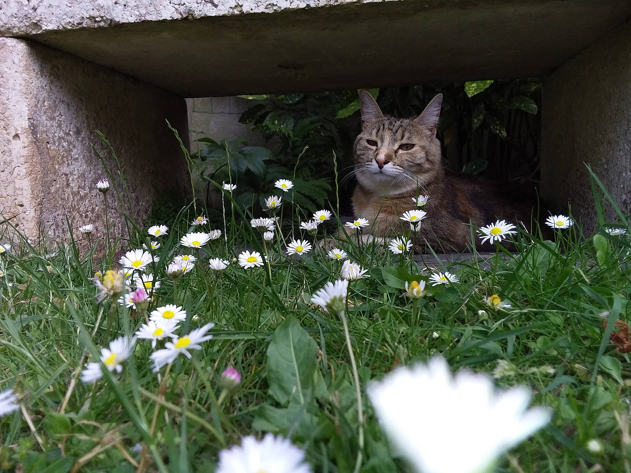Miyuki a rejoint le concours — aidez-le/la à gagner de superbes lots ! camomile, carnivore, cat, chamaemelum_nobile, felidae, flower, flowering_plant, garden, grass, grass_family, groundcover, herbaceous_plant, lawn, lawn_ornament, meadow, petal, plant, shrub, whiskers, wood