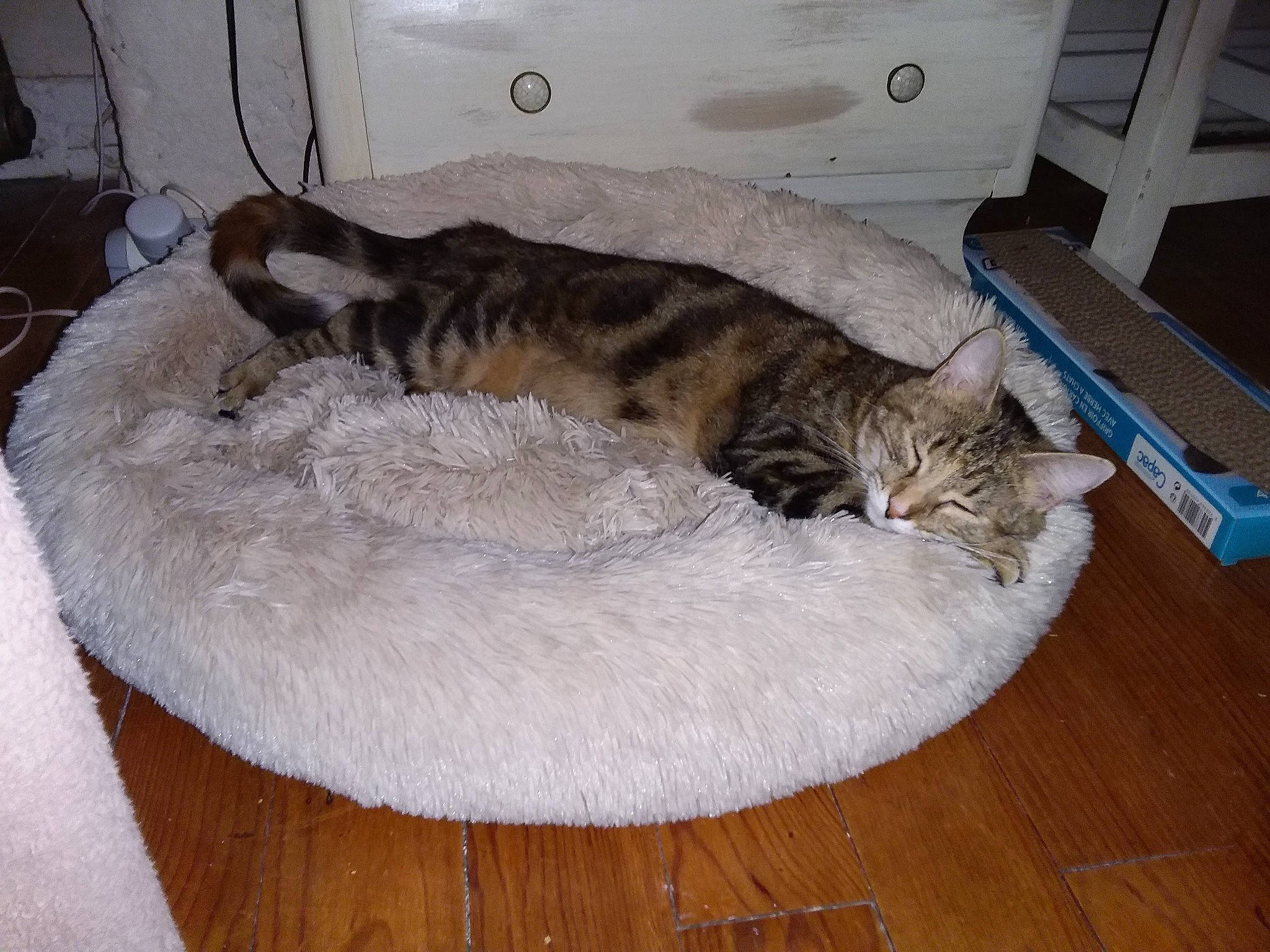 Miyuki participe au concours pour gagner de l'argent avec cette photo : carnivore, cat, cat_bed, cat_supply, comfort, domestic_short_haired_cat, fawn, felidae, flooring, fur, hardwood, laminate_flooring, nap, pet_supply, room, small_to_medium_sized_cats, tail, whiskers, wood, wood_flooring