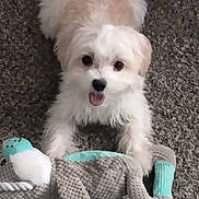 Jaxson is registered to the contest to win money with this photo: puppy, dog, toy, carpet, white_fur, beige_fur, cute, pet, indoor, playful, fluffy, soft_toy, lying_down, looking_at_camera, animal, domestic, young_dog, happy, pet_toy, close_up
