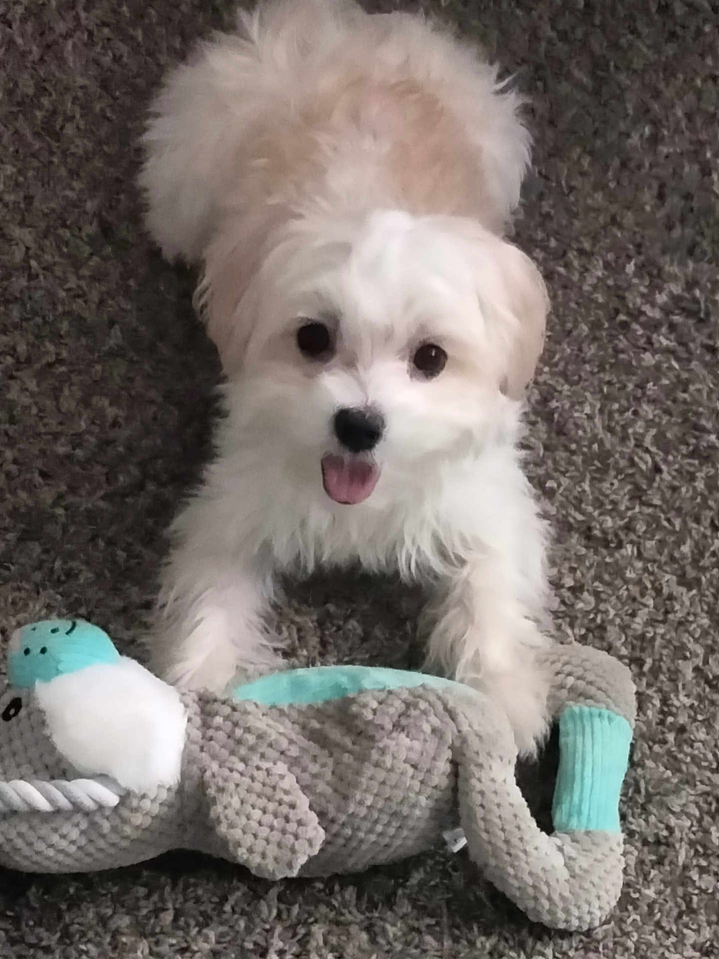 Jaxson is registered to the contest to win money with this photo: puppy, dog, toy, carpet, white_fur, beige_fur, cute, pet, indoor, playful, fluffy, soft_toy, lying_down, looking_at_camera, animal, domestic, young_dog, happy, pet_toy, close_up