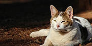 Thompson is registered to the contest to win money with this photo: cat, animal, outdoor, sunlight, dirt, relaxed, pet, feline, nature, lying_down, white, brown, ears, whiskers, ground, leaf, mammal, closeup, daytime, peaceful