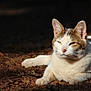 cat, animal, outdoor, sunlight, dirt, relaxed, pet, feline, nature, lying_down, white, brown, ears, whiskers, ground, leaf, mammal, closeup, daytime, peaceful
