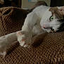 Thompson joined the competition — help win amazing prizes! cat, pet, feline, paw, stretching, relaxed, cozy, blanket, brown, texture, indoor, animal, fur, whiskers, ears, green_eyes, sleepy, resting, closeup, comfort