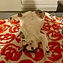 Thompson is registered to the contest to win money with this photo: cat, pet, animal, feline, lying_down, blanket, pumpkin_pattern, orange, white_fur, tabby, indoor, bed, cute, playful, relaxed, paw, wide_eyes, cozy, holiday, halloween