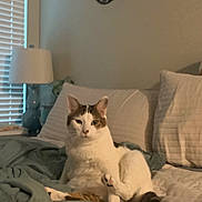 Thompson joined the competition — help win amazing prizes! cat, bed, blanket, pillow, indoor, animal, pet, feline, cozy, relaxed, fur, whiskers, ears, tail, window, lamp, decor, crescent_moon, sleepy, home