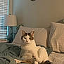 cat, bed, blanket, pillow, indoor, animal, pet, feline, cozy, relaxed, fur, whiskers, ears, tail, window, lamp, decor, crescent_moon, sleepy, home