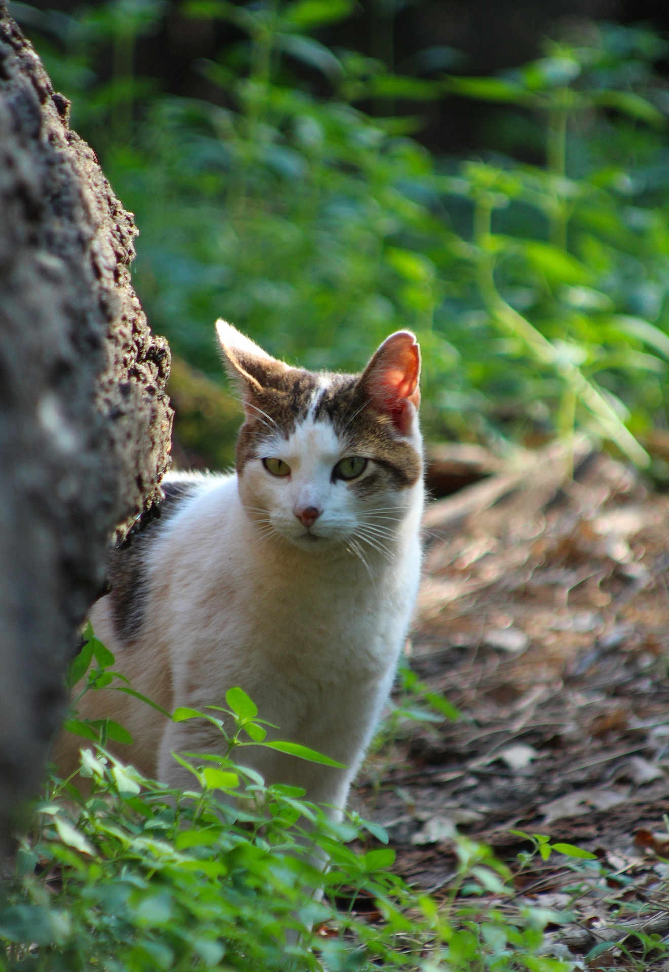 Thompson is registered to the contest to win money with this photo: cat, animal, outdoor, nature, tree, greenery, forest, wildlife, pet, fur, whiskers, alert, mammal, leaf, ground, daylight, eyes, ears, curious, portrait