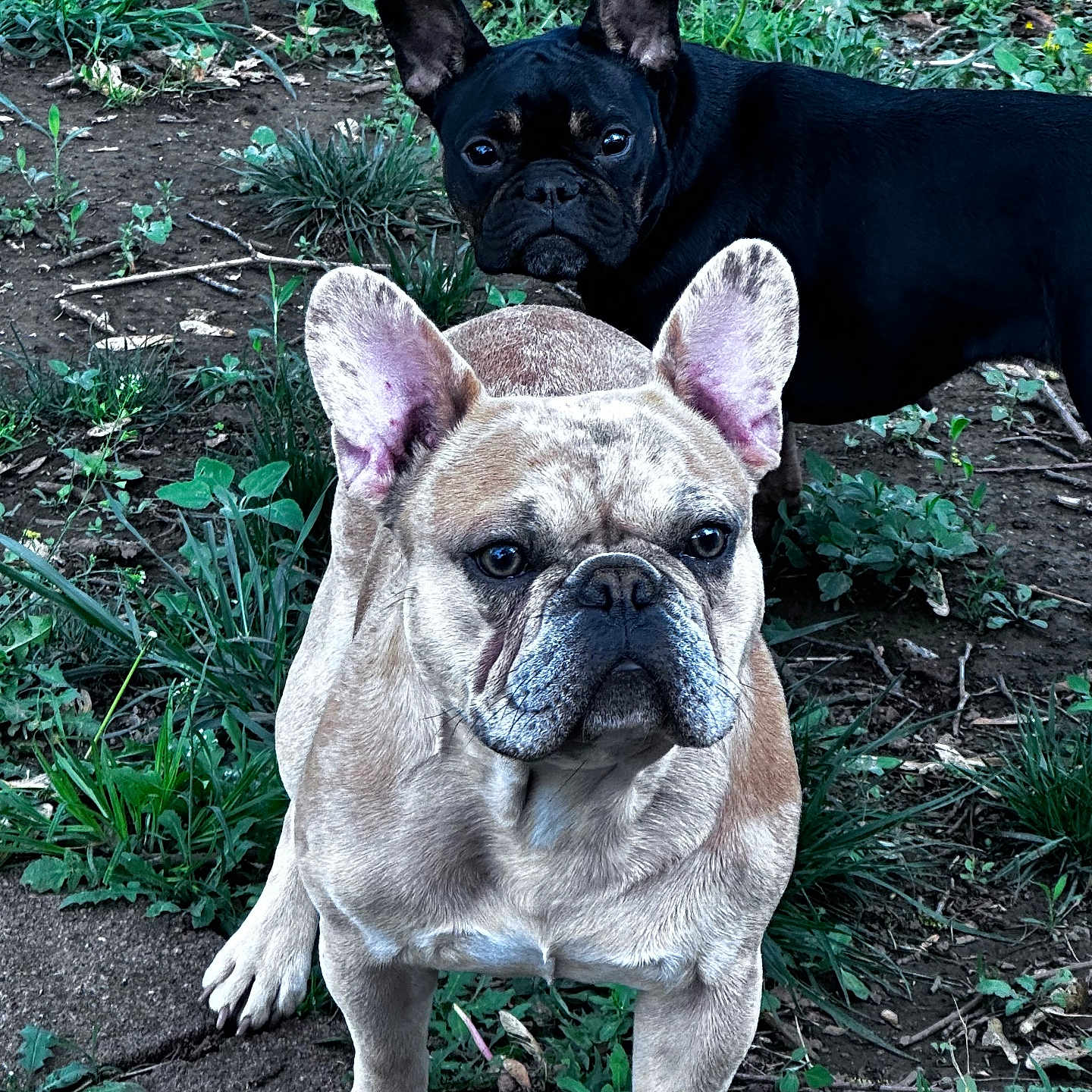 Tucker is registered to the contest to win money with this photo: animal, bostonbull, boxer, bulldog, canine, dog, field, frenchbulldog, grass, grassland, nature, outdoors, pet, pitbull, plant, puppy, soil, whitedog