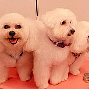 Lolo participe au concours pour gagner de l'argent avec cette photo :