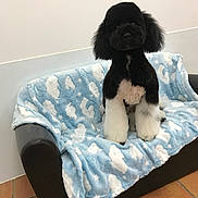 Spirit participe au concours pour gagner de l'argent avec cette photo : animal, black_and_white, blue_blanket, cloud_pattern, companion, cozy, cute, dog, floor_tiles, fluffy, fur, furniture, groomed, home, indoor, pet, poodle, portrait, sitting, small_couch
