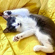 Bobby Jean is registered to the contest to win money with this photo: animal, cat, cozy, cute, domestic_animal, feline, fur, gray_and_white, indoor, lying_down, mammal, paws, pet, playful, relaxed, resting, sleepy, stretching, whiskers, yellow_quilt