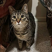 Rika joined the competition — help win amazing prizes! cat, tabby, indoor, carpet, bed, curious, animal, pet, feline, whiskers, ears, eyes, fur, domestic, cute, looking_up, shadow, floor, cozy, household