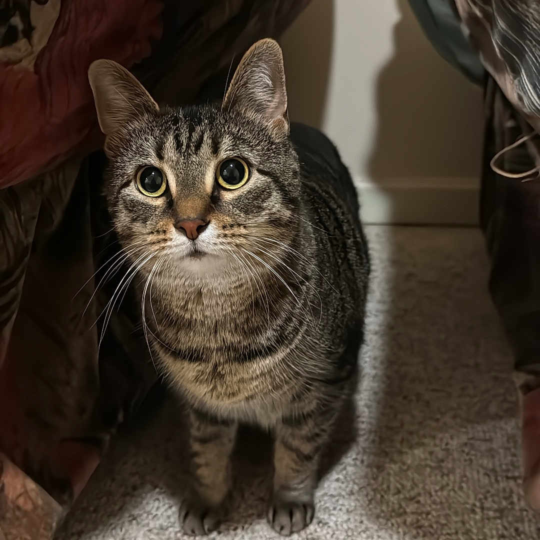 Rika joined the competition — help win amazing prizes! cat, tabby, indoor, carpet, bed, curious, animal, pet, feline, whiskers, ears, eyes, fur, domestic, cute, looking_up, shadow, floor, cozy, household