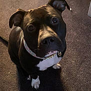 Turkey is registered to the contest to win money with this photo: dog, pet, black_and_white, collar, indoor, carpet, canine, animal, looking_up, ears, paw, sitting, fur, companion, house, cute, domestic, friendly, mammal, portrait