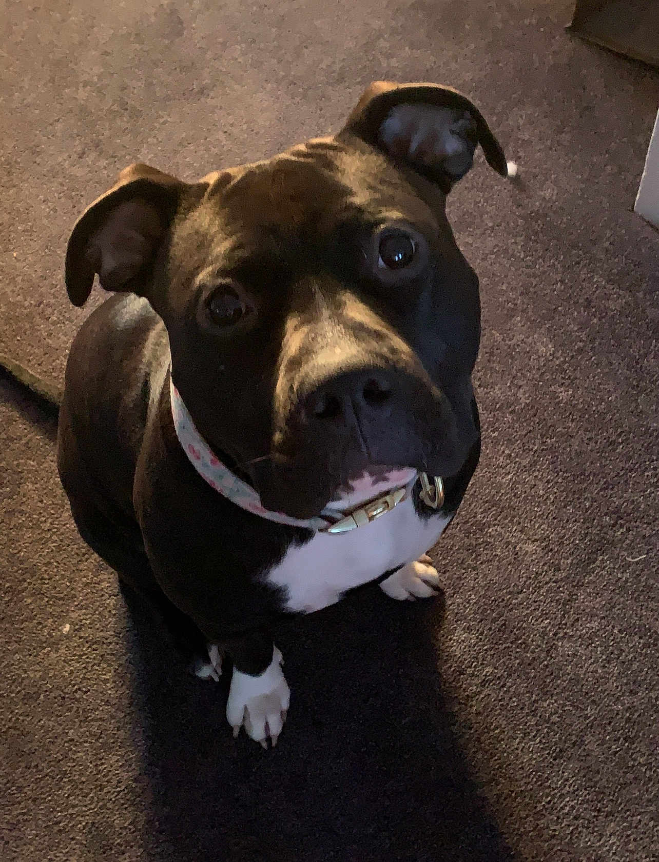 Turkey is registered to the contest to win money with this photo: dog, pet, black_and_white, collar, indoor, carpet, canine, animal, looking_up, ears, paw, sitting, fur, companion, house, cute, domestic, friendly, mammal, portrait