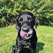 Bella is registered to the contest to win money with this photo: dog, black_dog, tongue_out, grass, outdoor, sunlight, greenery, pet, canine, nature, playful, sitting, animal, muzzle, ears, portrait, tongue, happy, daylight, closeup